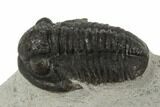 Gerastos Trilobite Fossil - Morocco #193937-1